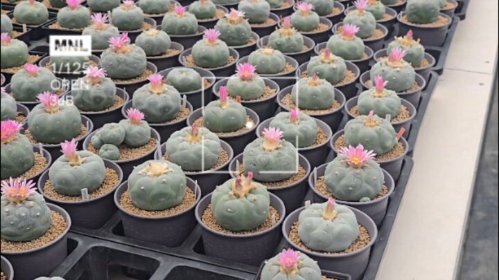 วันของโลโฟ