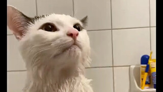 تجربة غامرة في غسل القطط