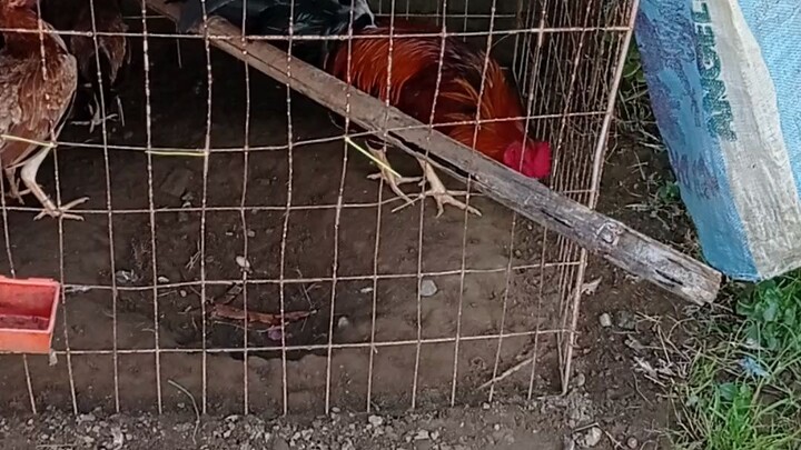 pure possum broodcock cross to 5k x possum hen