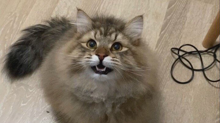 Kucing Hutan Siberia: Seindah dan selembut ukurannya