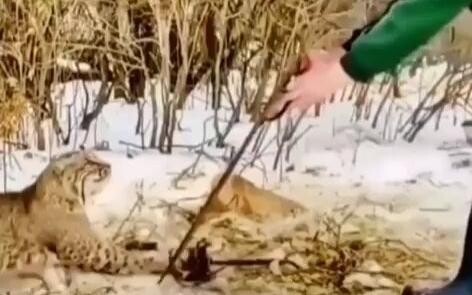 ผู้หญิงช่วยแมวบ๊อบจากกับดัก