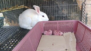 #rabbit