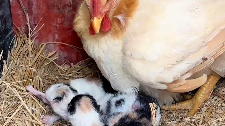 Mom cat had originally planned to whisk the kitten away, but then… …