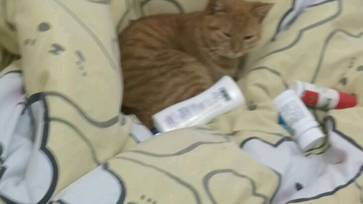 จุดเริ่มต้นของเรื่องคือฉันถูกเขาตามรบกวนจนหงุดหงิดสุดๆ ตอนดึก พอเขาหลับปุ๋กก็เลยถือโอกาสแก้แค้น