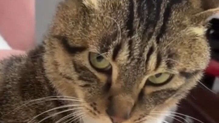 คนปลอมที่น่าสงสัยถูกเปิดโปงแล้ว