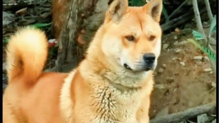 How does this country dog look when it grows up—is it handsome enough for you?