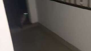 Kucing peliharaan di rumah menghilang, lalu kucing jalanan dengan sukarela membawanya mencari, bahka