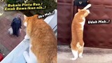NGAKAK BANGET.!😂 Emak Pulang Dari Pasar Bawa Ikan, Si Oren Langsung Bukain Pintu.! Video Kucing Lucu