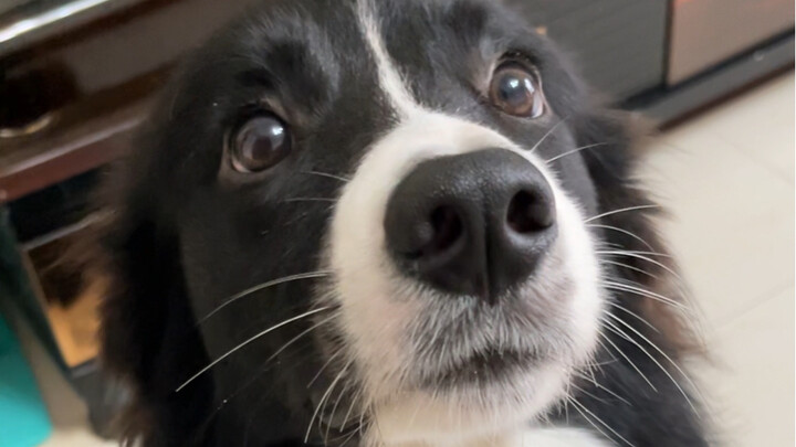 ไม่เคยรู้มาก่อนเลย ว่าเวลาลูกหมาโกรธ มันจะกระทืบเท้าพร้อมกับพ่นลมออกมาด้วย