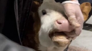 The calf had too many parasites, so my dad gave it a lot of medicine.