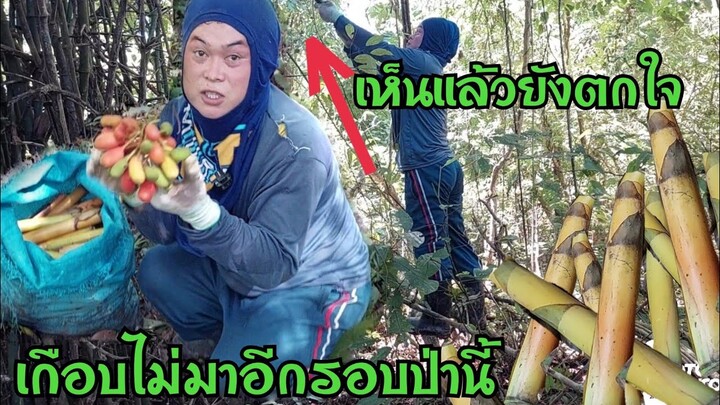 ไม่คิดไม่ฝันเมื่อมาป่านี้ ปีนี้ไม่ธรรมดาของป่ายังออกไม่หยุด หน่อไม้สวยๆออกเต็มป่า