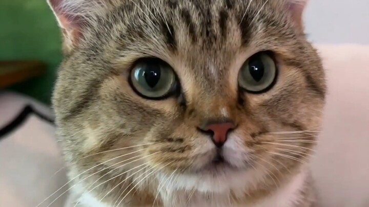 Saat kamu menekan bulu di sudut mulut kucing ke bawah