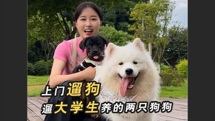 Matanya benar‑benar sangat jernih! Hari ini aku mengajak dua ekor anjing peliharaan seorang mahasisw