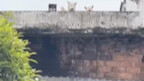 The drill instructor noticed three dogs watching from the rooftop during military training.
