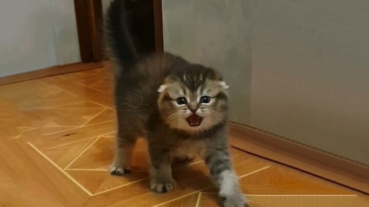 One second it’s a super fierce little kitten, the next it’s about to get scared to death~