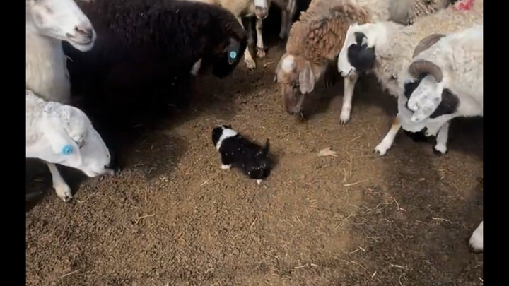 Ngày đầu tiên đi làm, chú chó Border Collie nhỏ đã gặp ngay rắc rối.