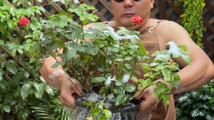 The "Great Might Dragon" Method for Preventing and Controlling Rose Spider Mites