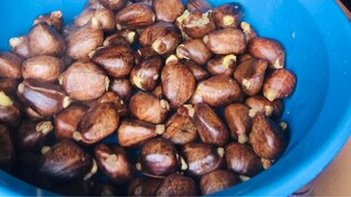 Cooking something curious seeds!