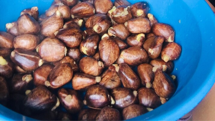 Cooking something curious seeds!