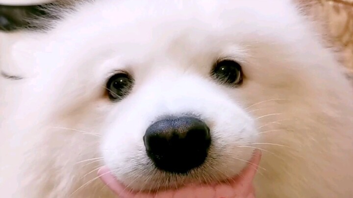 Còn ai tròn hơn cún nhà tôi không?