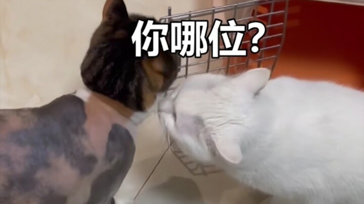 Apa reaksi kucing lain di rumah setelah salah satu kucing dicukur?