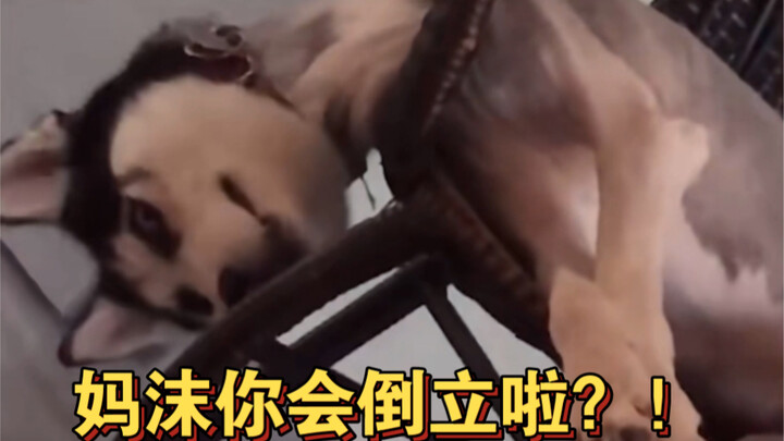 Nghe nói bạn muốn nuôi chó Husky?