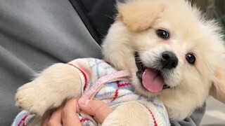 พบการเปลี่ยนแปลงบางอย่างในลูกสุนัขจรจัด