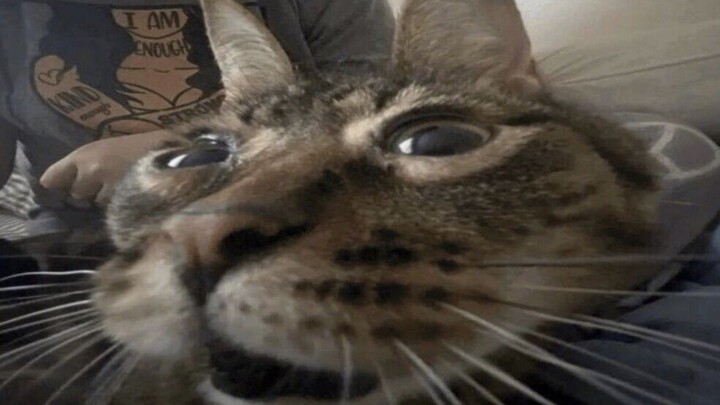 【Meme địa ngục】Nếu bạn cười, bạn sẽ biến thành Star Fury của tôi #63