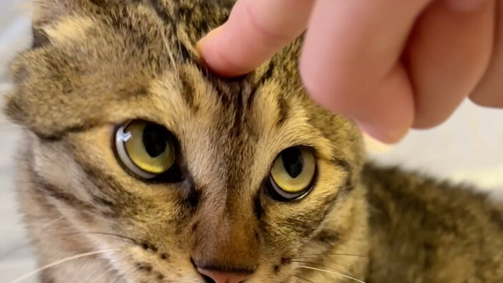 Jin Jin Miao’er benar-benar hebat, suaranya lantang dan mudah digoyang!