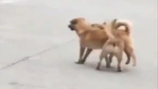 Hai con chó... không bao giờ gặp lại nhau nữa vì xấu hổ