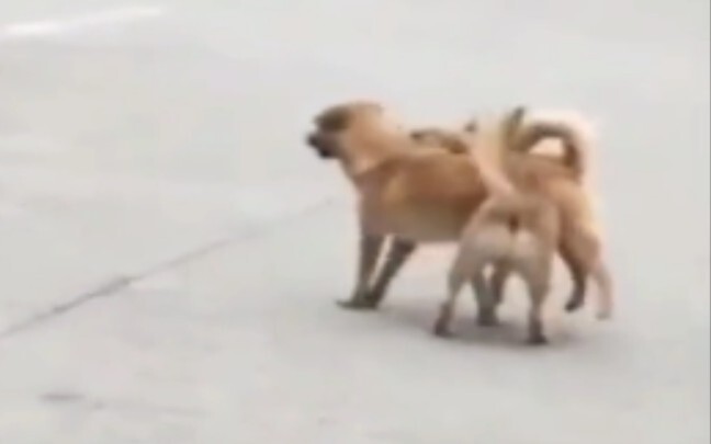 [Hewan]Kedua Anjing... Karena Canggung Tak Pernah Bertemu Lagi