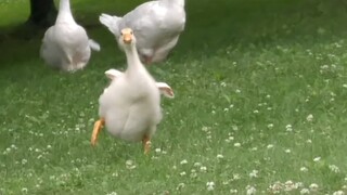 Happiness is when a little goose recognizes you and runs towards you excitedly