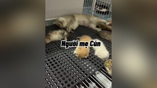 Ôi Cún ơi là Cún  cat mèo cute #