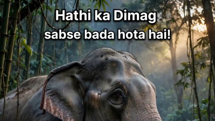 Hathi 20 Saal Tak Nahi Bhulta! 5kg Ka Dimag Ka Sach 🐘