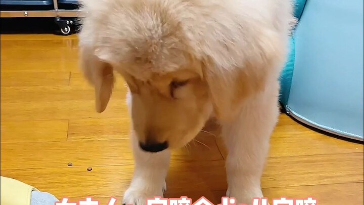 Chú chó Golden nhỏ bảo vệ thức ăn, vậy nó đã ra sao khi trưởng thành?