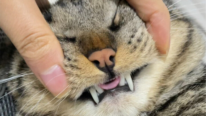 Hôn cho cái lưỡi nhỏ xíu của Chuối Cuộn Thối ra luôn!!