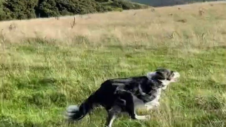 Garis tubuh border collie saat berlari benar-benar sangat mulus