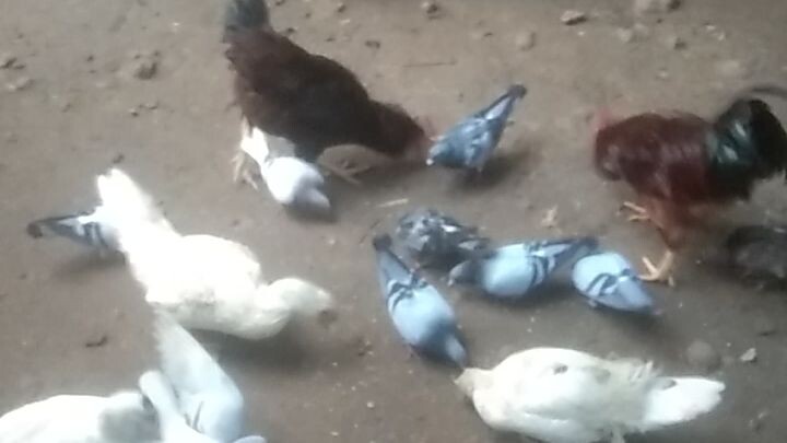 Feeding my pets Ducks/pigeon/Chicken Rhode Island Red