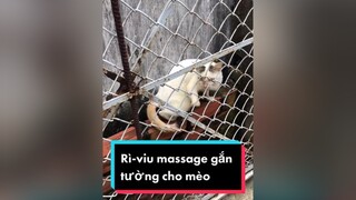 Lại có đồ chơi mới mèo meow Nguyenhoanghaidang meocute lovepet cat catvideo catsoftiktok meohoang