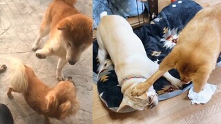 Dog Reaction to Funny Dog - Funny Couple Dog Reaction Compilation