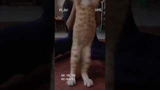 Funny cat video dancing cat