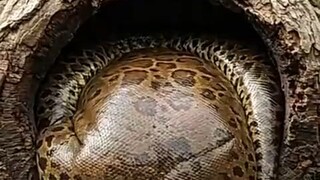 kenyang kau...