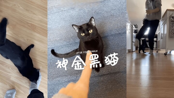 أكثر شيء أخاف منه هو أن تطلب مني أختي الكبرى الذهاب إلى بيتها لمساعدتها في إطعام القط!!! 😱