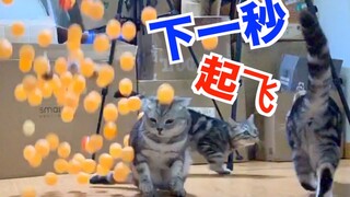 倒下100个乒乓球的瞬间 猫就起飞了！猫：原来我会飞！