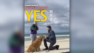 人家求婚，狗你高兴什么？