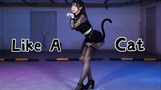 Nhảy cover Like a cat [Làm mèo của cậu nhé~]