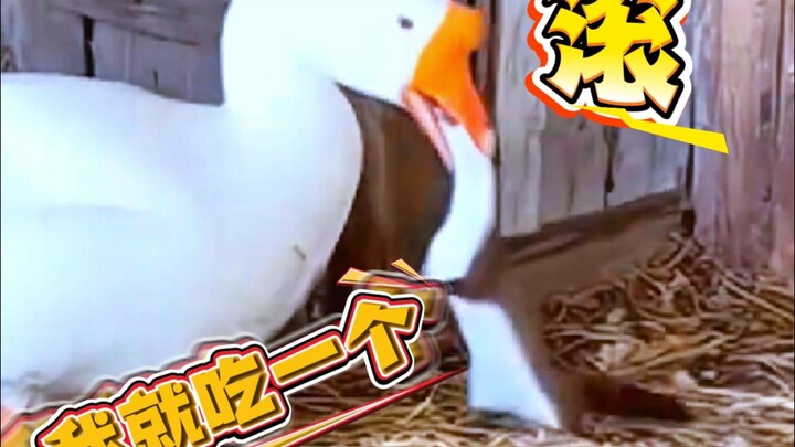 Musang: Apa aku bahkan tidak boleh makan telur?