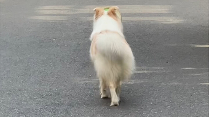 Jangan sekali-kali bersaing dengan anjing dalam berjalan seperti kucing