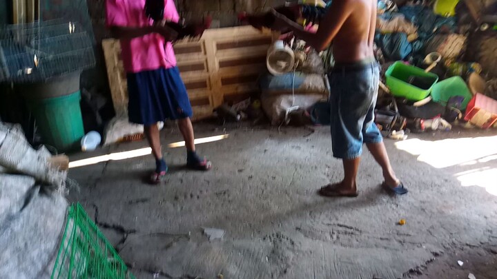 6-7month melsim black (first spar)#RJAYGAMEFOWL