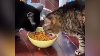 ⚡这猫干饭，干出了电音的感觉~⚡